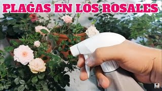 Rosales plagas y enfermedades chuyito jardinero [upl. by Htaek]