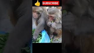 monkey monkey eating sweet pea is so cute shorts monkey bandar [upl. by Marb]