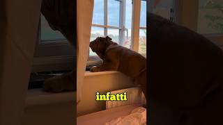 IL CANE PIÙ TRISTE DI SEMPRE [upl. by Annaik]