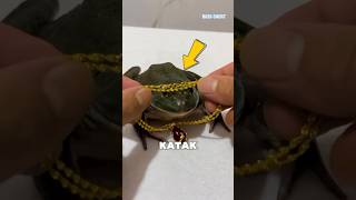 KATAK INI ADALAH KATAK TERKAYA DIDUNIA⁉️ shortsvideo shortsfeed short [upl. by Lednam]