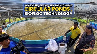 Circular Ponds Biofloc Technology  Pangasius Tilapia Sea Bass Farming [upl. by Abih]