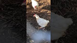 Chickens are molting 🐓 chickens chickencoop molting homestead farm [upl. by Thedric78]