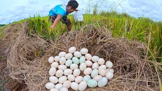 wow wow  pick a lot of duck eggs on the straw at field near the village by hand [upl. by Eislel]