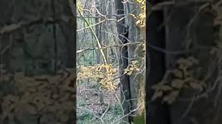 fishercat tries to kill squirrel does he succeed [upl. by Chrisman697]