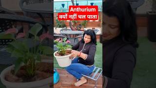 anthurium क्यों मर जाता है shorts [upl. by Zoila]