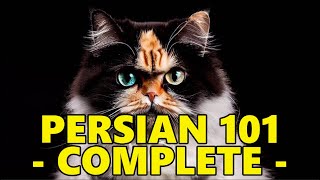 Persian Cat 101  Complete Guide Before Getting One [upl. by Pyle]