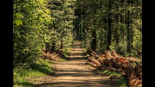 Vogelgezwitscher im Wald  Natur pur [upl. by Allenad]