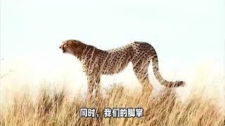 7405644810184294953博尔特百米速度9 58秒，跟猎豹比是什么水平？看完直接被秒成渣 [upl. by Ardnasak]