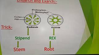 EndarchExarchOpenClose Vascular bundles [upl. by Way]