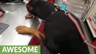 Doberman picks out his own treat brings it to cashier [upl. by Amalita790]