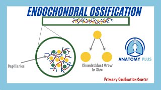 Endochondral Ossification [upl. by Jeanie]