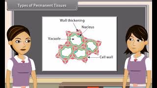 Standard 9 Science Chapter 6  Tissues  Quick revision [upl. by Elenore]