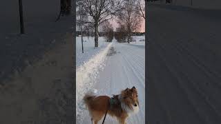 Shelties love the winter ❄️ [upl. by Sivrahc]