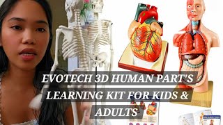 2024 Newest Design Human Skeleton Heart  Human Torso Anatomy Model  Handson 3D Toys Reviewhaul [upl. by Dickens]