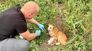 Heartwarming Rescue amp Adoption of Abandoned Mama Dog and Her Babies [upl. by Hgiel535]