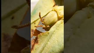 phyllium giganteum  Großes Wandelndes Blatt  Leider ist mein ältestes Mädchen gestorben [upl. by Adelheid]