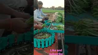 pyaj Lagane Ki machine प्याज लगाने की मशीन short [upl. by Eliezer242]