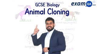 Animal Cloning  GCSE Biology [upl. by Chelsea638]