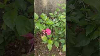 hibiscus part1 shorts floweringplant chembaruthi music kittusamayal [upl. by Steward773]