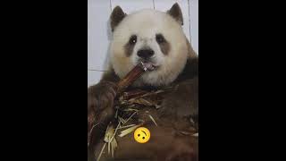 Funny panda eating bamboos and paused for cam 😂 animals new shortsfeed [upl. by Yelknirb184]