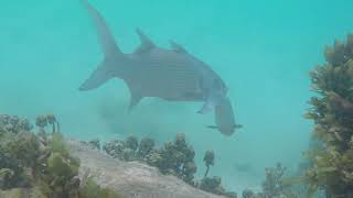 Snorkeling on the beach at Anse Takamaka Praslin Seychelles [upl. by Hintze466]