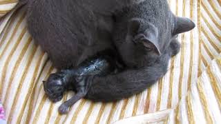 black cat giving birth of two kittens [upl. by Neyuq]