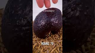 Mealworms eating an Avocado from the inside [upl. by Lloyd]