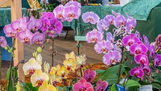 Nambour Orchid Show 2021 [upl. by Aileek]