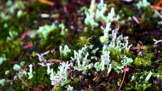 Boreal Forest  Saguenay [upl. by Hildebrandt]