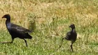 Purple Swamphen chicks at the Duck Pond [upl. by Kirsti]