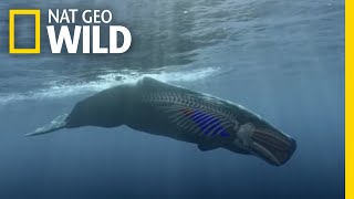 How to Dive Like a Sperm Whale  Whales of the Deep [upl. by Suiramad36]