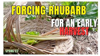 How to FORCE RHUBARB  Have an early Rhubarb Harvest  How and Why [upl. by Osmo531]