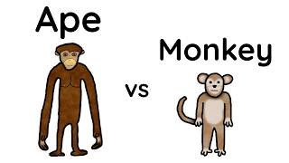 Monkeys vs Apes Whats the difference [upl. by Hameerak]