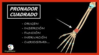 Pronador Cuadrado  Origen inserción función inervación y curiosidad [upl. by Siblee]