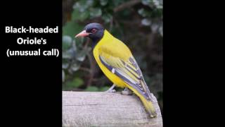 Black headed Orioles unusual call [upl. by Ellard]