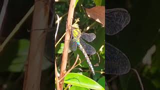 Libellule 🩵 Aeschne Bleue Aeshna Cyanea libellule insectes nature dragonfly shorts [upl. by Liahcim]