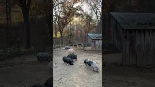 Just 45 seconds of a peaceful pig pen activity ❤️🐷🐽 pigs animalrescue [upl. by Evyn124]