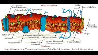 A Membrana Plasmática  Estrutura e funções [upl. by Beata478]