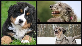 The Cutest Dog PFPs  Find the Perfect Profile Picture [upl. by Hnaht]