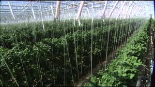 The Future of Farming Hydroponic Tomatoes  SoCal Connected  KCET [upl. by Artemla654]