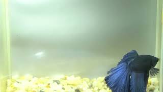 betta fish fish bettafish shorts ep 22 [upl. by Domingo]