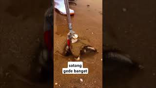 sotong mancing fyp viralvideo trending [upl. by Otanutrof]