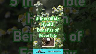 5 Incredible Health Benefits of Feverfew  carecrash [upl. by Aehtna]