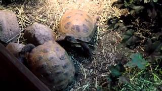 Russian Tortoise Enclosures for When They Must Be Indoors [upl. by Amado]