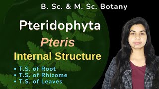 Pteridophyta  Pteris  Sporophyte  Internal Structure  Botany  B Sc amp M Sc [upl. by Celio]