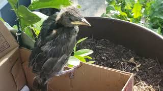 Raising A Wild Baby Bird Steve the Starling [upl. by Shere]