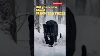 Black Panther Secrets What Makes Them So Mysterious shorts animals [upl. by Eimarej]