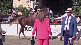 N 26 LAA BASSAR Spanish Nationals 2024 Yearling Colts Section A Class 4A [upl. by Satsoc]