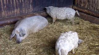 świnia węgierska pastwiskowa Mangalica [upl. by Ermanno]