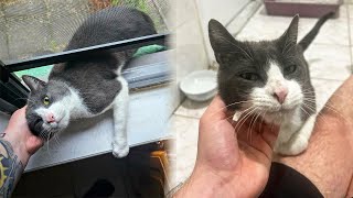 Stray Cat Sneaks Into a Home To Adopt The Family Living There [upl. by Harold]